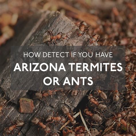 Pest exterminators seal the house under the tent and make it full of poisonous gas using different bombs and foggers. How Detect If You Have Arizona Termites or Ants