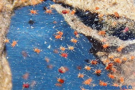 State of california agricultural pest control adviser license packet (rev. Class Arachnida-Trombidiformes-Tetranychidae-Spider Mites ...