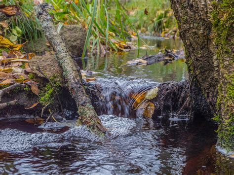 Free Images Image Water Watercourse Bank Tree Vegetation