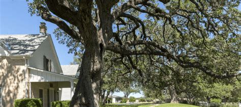 List Of 15 Texas Trees That Grow Fast