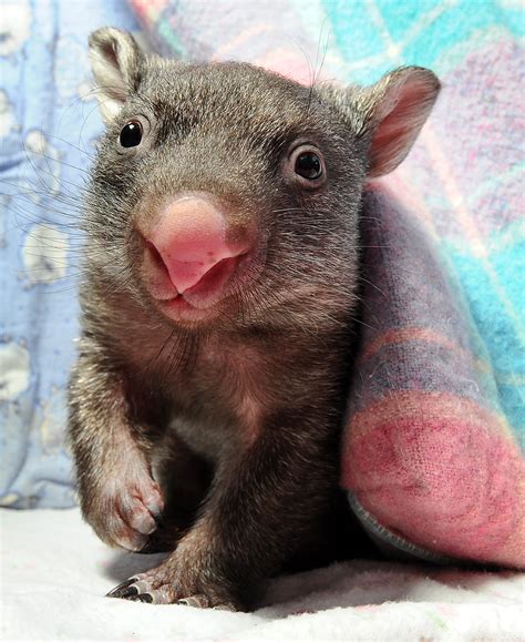 Peek A Boo Orphaned Baby Wombat Gets New Pouch