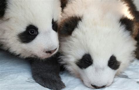 Zoológico De Berlim Apresenta Dois Filhotes Gêmeos De Panda IstoÉ