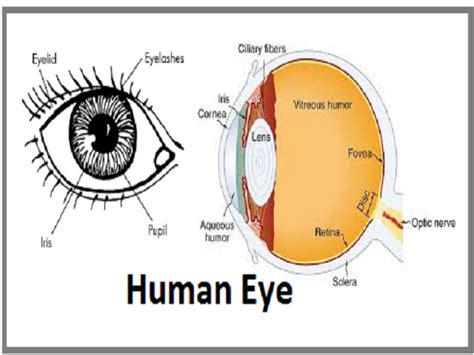 The Human Eye Anatomy Structure Working Function And Defects