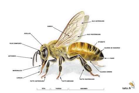 Infographies Sur Les Abeilles Le Miel Et Produits De La Ruche Artofit