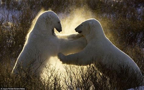 Paw War Powerful Polar Bears Play Fight In The Snow In Manitoba