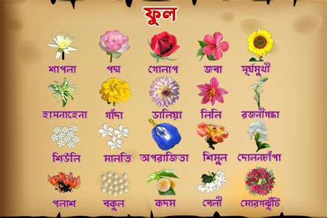 White flowers names in hindi. Flowers Name Chart Hindi And English | Best Flower Site