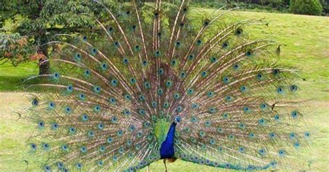 Jenis burung ini tersebar di berbagai kawasan di indonesia. Dunia Burung: Jenis-Jenis Burung