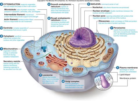 Human beings, for instance, have over 40 trillion cells. Cells - Biology 100a with Rahn at Lake Erie College ...