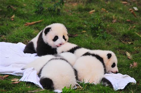 These Adorable Baby Pandas Will Make Your Cheeks Hurt From Smiling Baby