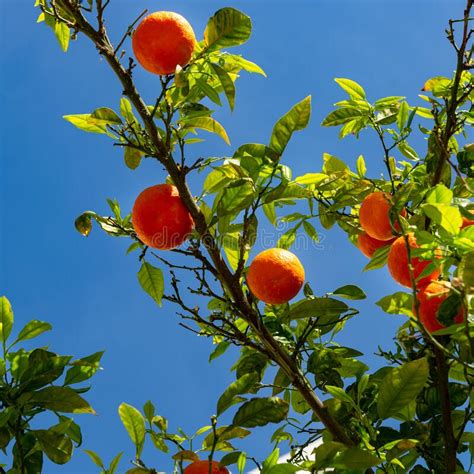 Citrus Orange Tree With Ripe Fruits Against Blue Sky Stock Image