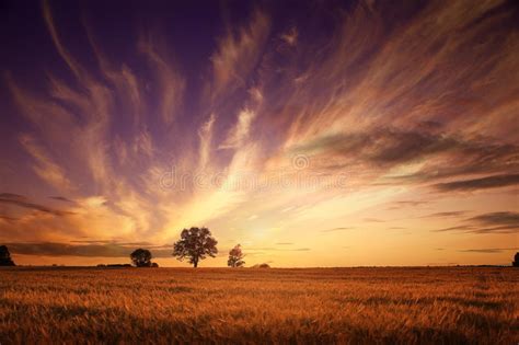 Summer Landscape With A Lone Tree At Sunset Barley Field Stock Photo