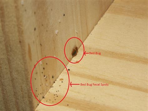 8 Ways To Detect Bed Bugs At Your Home Stillunfold