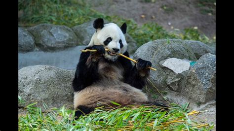 Nacimiento Doble De Pandas En El Zoo Aquarium De Madrid Youtube