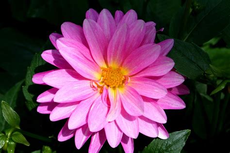 Pink Daisy Beautiful Flowers Pictures Pink Flowers Beautiful Flowers