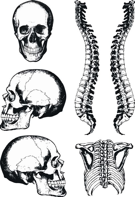 Skull bones aren't fused together at birth. Human anatomy graphic skull and spine vector | Free download