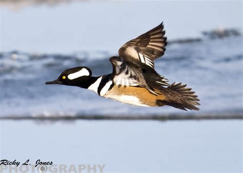 Hooded Merganser In Flight Flickr Photo Sharing