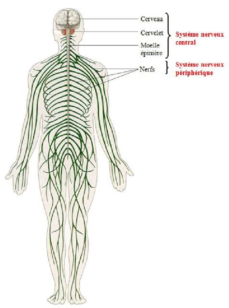 1 Système Nerveux Central Et Système Nerveux Périphérique Image Ens