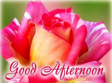 Good Afternoon Pictures Images Graphics