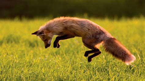 Red Fox Wallpaper 70 Images