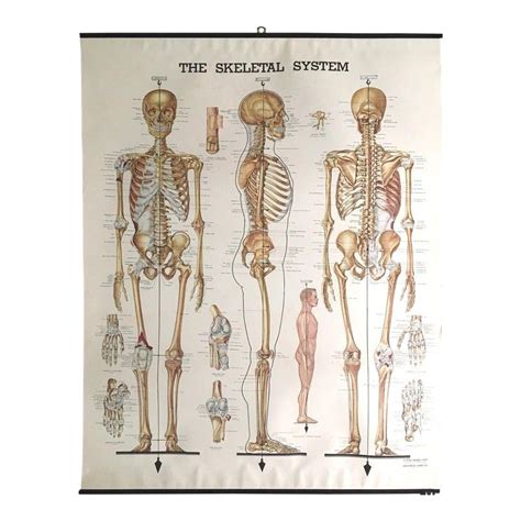 Vintage Mid Century Anatomical Chart Skeletal System Vintage
