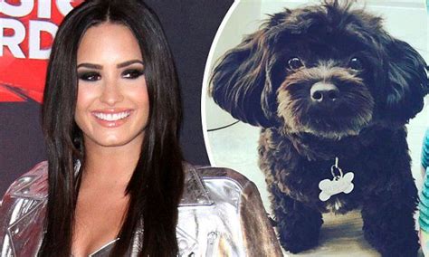 Demi Lovato Creates Instagram Account For Her Dog Miniature Poodle Old