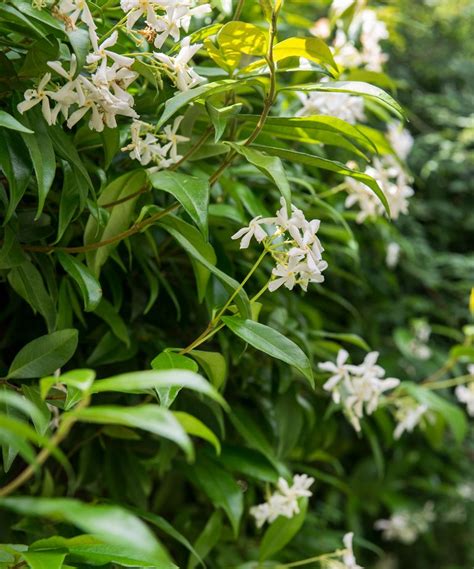 How To Grow Jasmine Expert Tips On Growing This Scented Climber