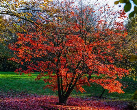 10 Acer Tree And Bush Types For Your Garden Uk