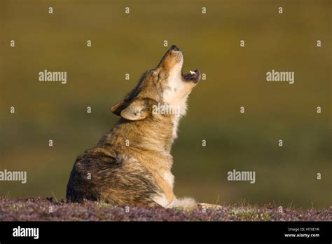 Gray Wolf Canis Lupus Howling Denali National Park Alaska Stock