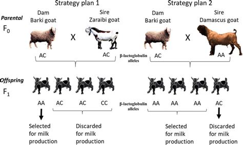 Goat Type Selection And Molecular Markers A Solution For Milk Production In Recently