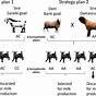 Goat Line Breeding Chart
