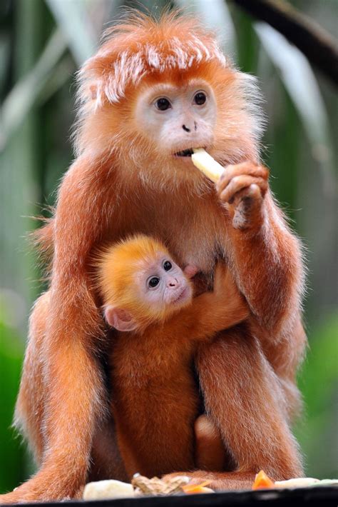 Hold On Tight Baby Monkey Clutches To Mom Picture Cutest Baby