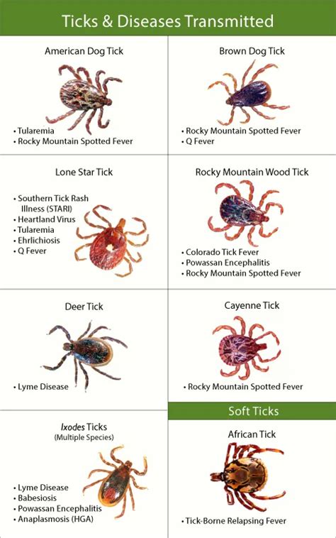 Tick Bites Symptoms Pictures Treatment Removal Tips Prevention 42160