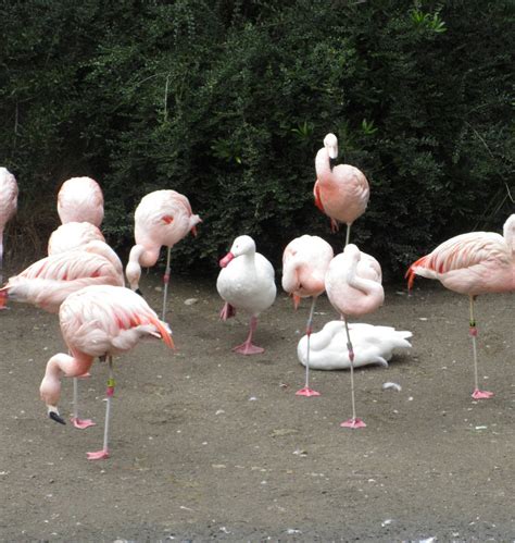 This Duck Thinks Hes A Flamingo When In Rome Imgur