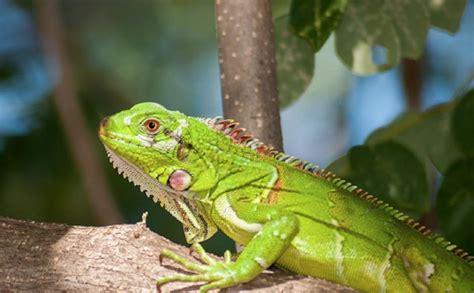 Iguana Characteristics Habitat Feeding And Reproduction