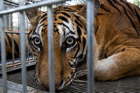 Tiger Sanctuary In Thailand Closes Amid Accusations Of Wildlife