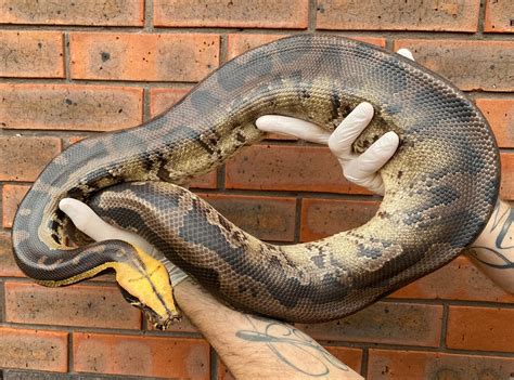 Northwestern Sumatra Black Sumatran Short Tailed Python By Crystal