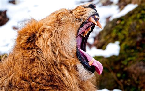 Lion Yawning Animals Wallpapers Hd Desktop And Mobile