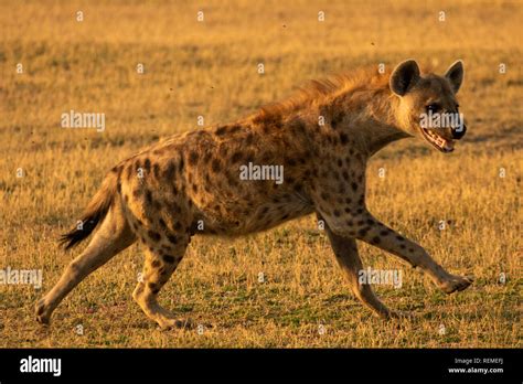 Hyena Running Hi Res Stock Photography And Images Alamy