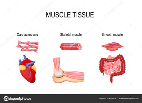 There are around 650 skeletal muscles within the typical human body. Pmages: muscular tissue | Types Muscle Tissue Skeletal ...
