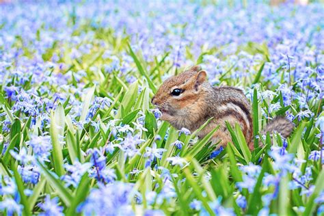 How To Take Care Of Baby Chipmunks Tiny Paws Tales
