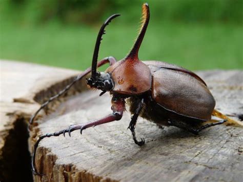 ¿qué comen los escarabajos ¡todo sobre su dieta