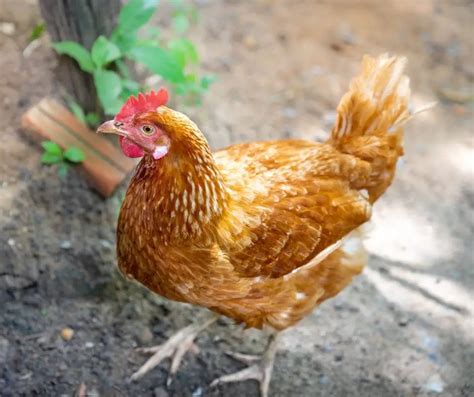 35 Different Types Of Chicken Breeds Animals Hq