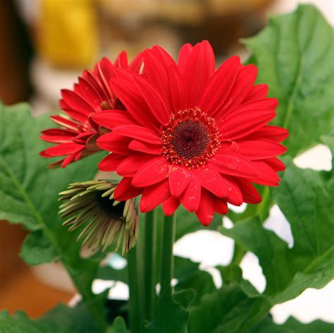 Gerbera Flower Meaning Symbolism And Uses A To Z Flowers