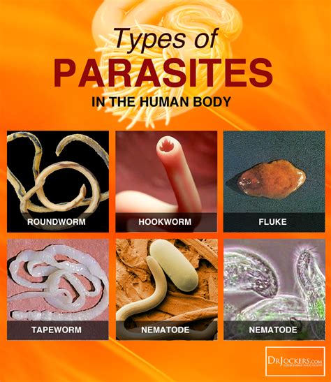 What Type Of Parasites Do You Have