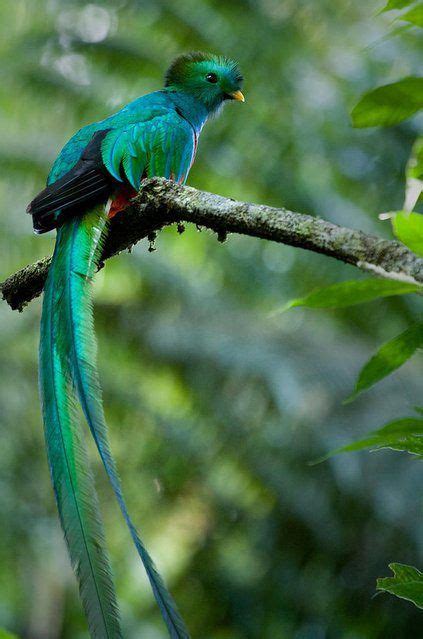 Worlds Most Beautiful Bird Resplendent Quetzal Charismatic Planet