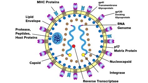 Describe The Structure Of Hiv With A Diagram