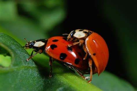 Lady Bugs Mating By Nicksmacro Photo Weather Underground