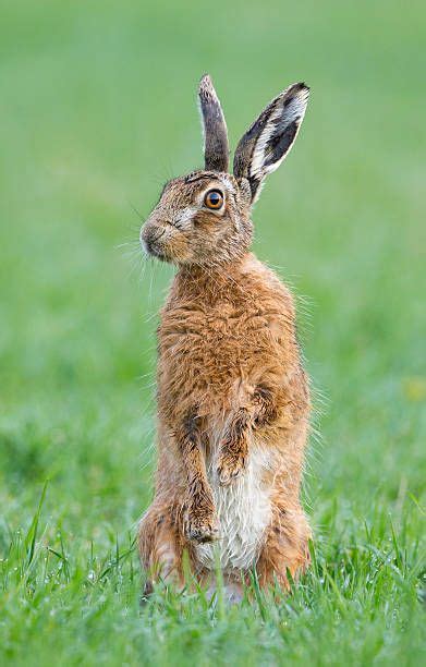 Brown Hare Standing In A Meadow At Spring Gb Rabbit Photos Hare