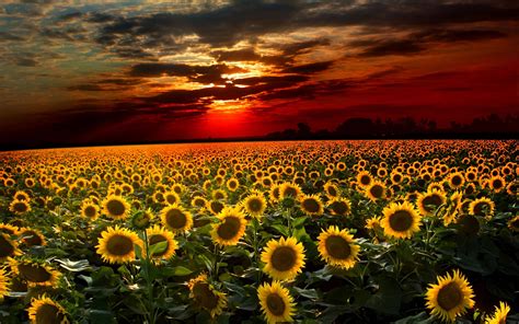 Sunflower Hd Wallpaper Background Image 2560x1600 Id392236