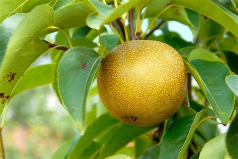 Asian Pear Tree 20th Century Asian Pear Tree